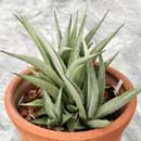 Sansevieria for sale