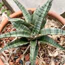 Sansevieria for sale