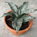Sansevieria for sale