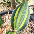 Sansevieria for sale