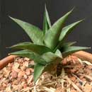 Sansevieria for sale