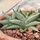 Sansevieria for sale