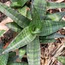 Sansevieria for sale