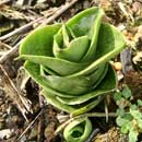 Sansevieria for sale