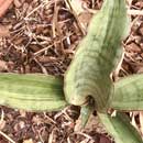 Sansevieria for sale