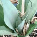 Sansevieria for sale