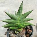 Sansevieria for sale