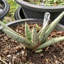 Sansevieria for sale