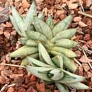 Sansevieria for sale