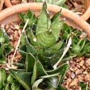 Sansevieria for sale