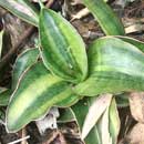 Sansevieria for sale