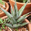 Sansevieria for sale