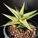 Sansevieria for sale