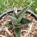 Sansevieria for sale