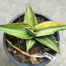 Sansevieria for sale