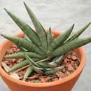 Sansevieria for sale