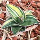 Sansevieria for sale