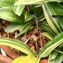 Sansevieria for sale