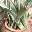 Sansevieria for sale