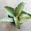 Sansevieria for sale