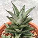 Sansevieria for sale