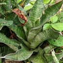 Sansevieria for sale