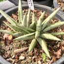 Sansevieria for sale