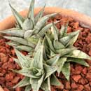 Sansevieria for sale