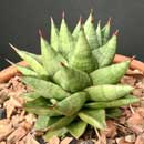 Sansevieria for sale