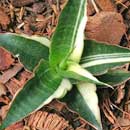 Sansevieria for sale