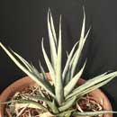 Sansevieria for sale
