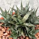 Sansevieria for sale