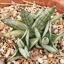 Sansevieria for sale