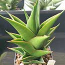 Sansevieria for sale