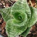 Sansevieria for sale