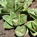 Sansevieria for sale