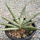 Sansevieria for sale
