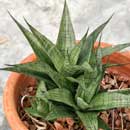 Sansevieria for sale