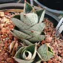 Sansevieria for sale