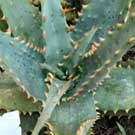 Aloe for sale