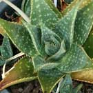Aloe for sale