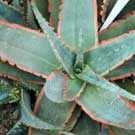 Aloe for sale