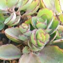 Crassula for sale