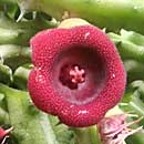 Huernia for sale