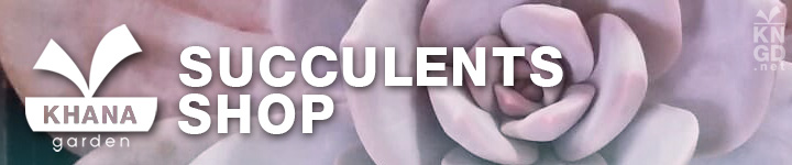 Succulents shop by Khana Garden